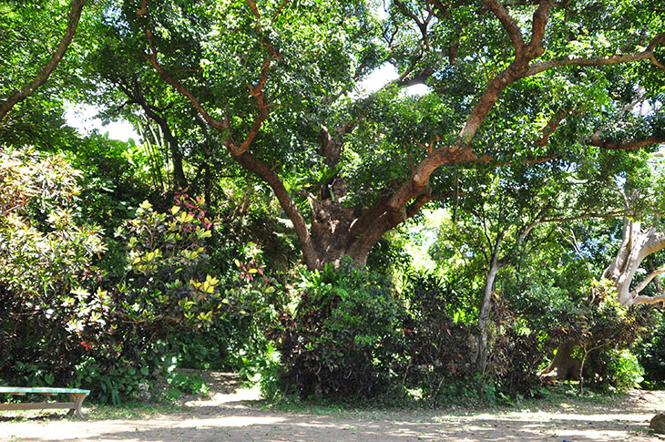 樹木200年以上と言われているアカギの大木