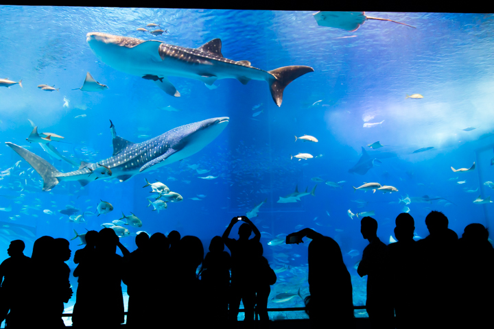 「沖縄美ら海水族館」大水槽の「黒潮の海」のジンベイザメ