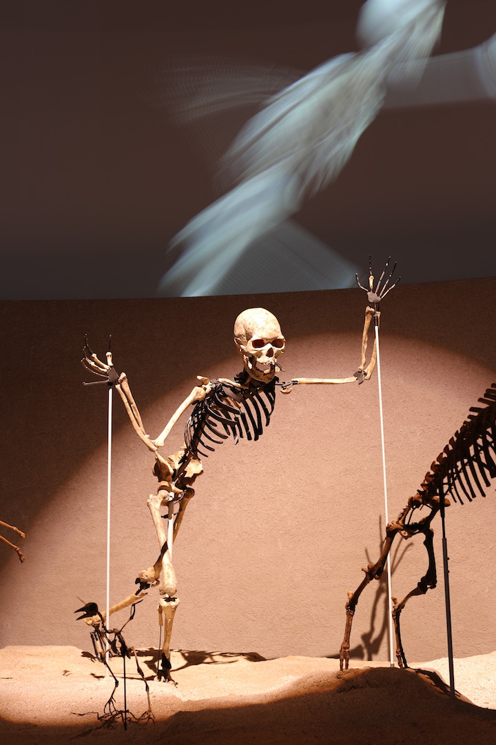 「港川人」の人骨模型