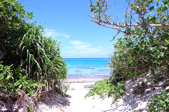 アダンやモンパノキなどの海岸植物の間から見る砂浜