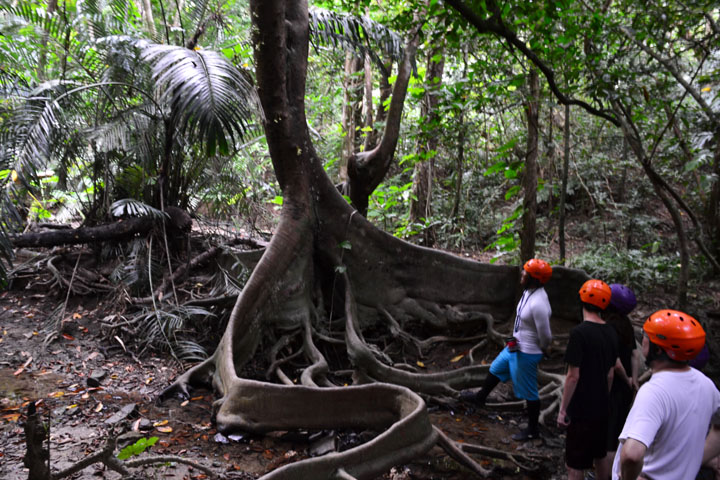 “板根”が特徴的なギランイヌビワの木