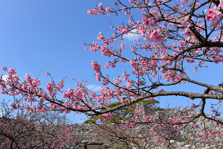 今帰仁城跡と桜