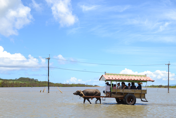 西表の由布島で海を渡る水牛車