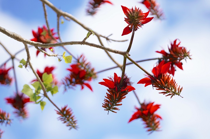 竹富島のデイゴの花