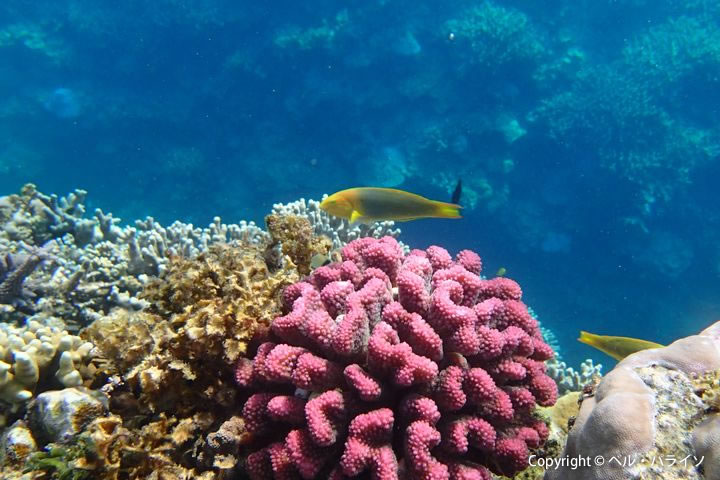 珊瑚のなかですいすい泳ぐ魚