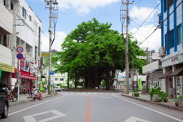 名護市のシンボル「ひんぷんガジュマル」樹齢は240年以上！