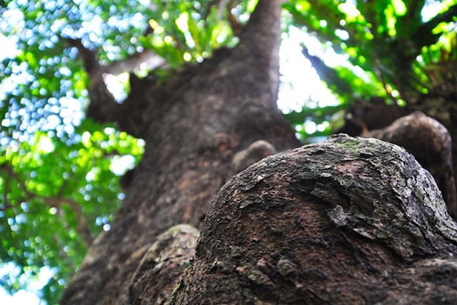 首里金城の大アカギは、神の大木。沖縄のパワースポット