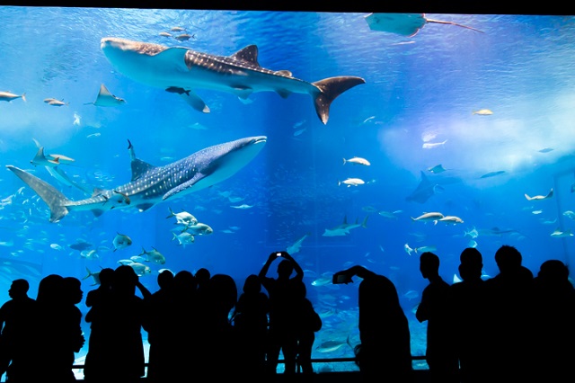 沖縄美ら海水族館（海洋博公園）で沖縄の神秘を体感！ジンベエザメに会いにいこう。