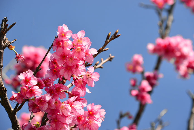 沖縄は1月〜2月がお花見シーズン。第36回 本部八重岳桜まつり