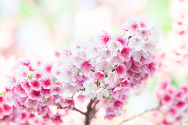沖縄は、日本一早い開花宣言！那覇市首里「末吉公園」にあるヒカンザクラ標本木