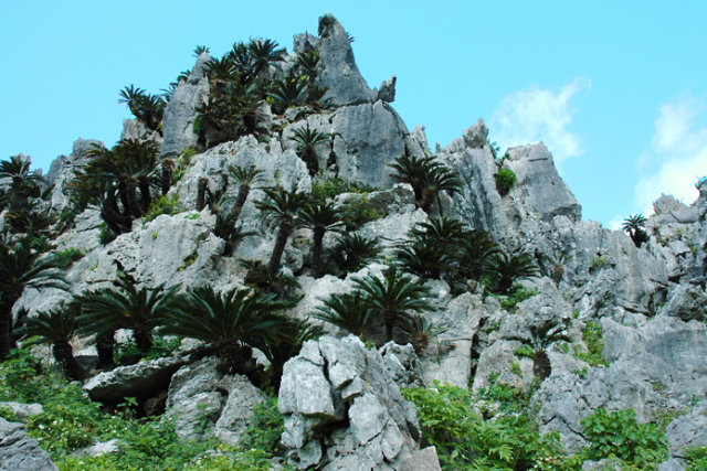 沖縄国定公園 大石林山は、２億年の歳月を経て隆起した亜熱帯の林山