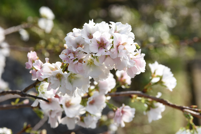 幻の桜・クメノサクラが沖縄本島で観賞できる！