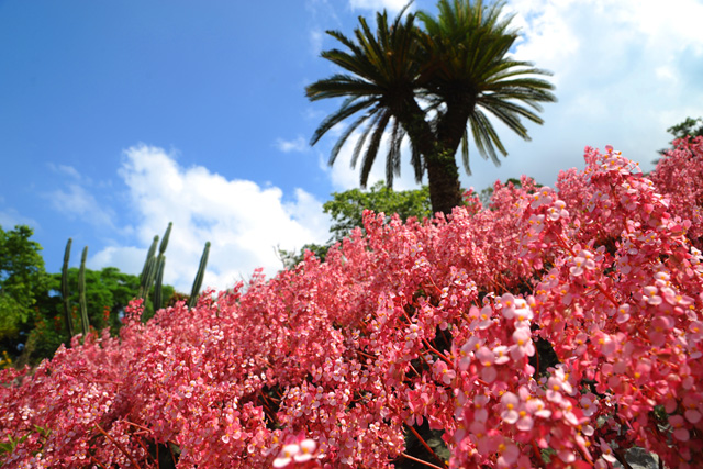 沖縄は春の花々が満開！今なら『伊豆味ベゴニア園』がおすすめ！