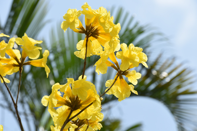 「イッペー」の花。今沖縄で咲いています！　