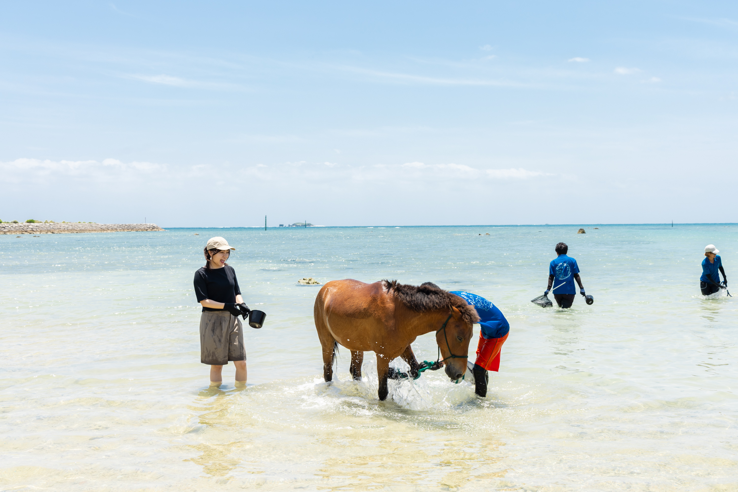 ヨナグニウマとたっぷり遊ぶ　あなただけの馬遊びプラン