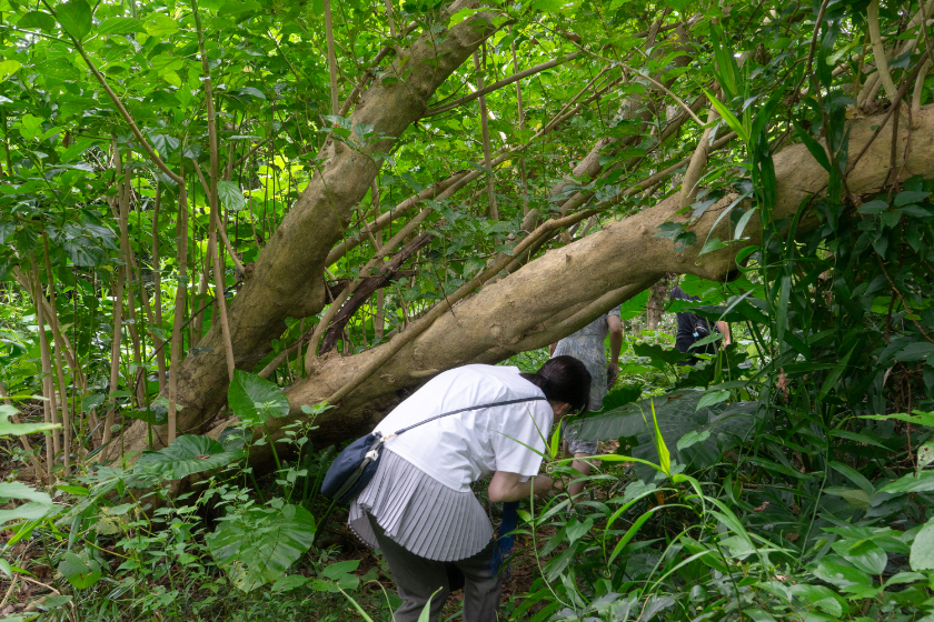 木々や草で覆われた道