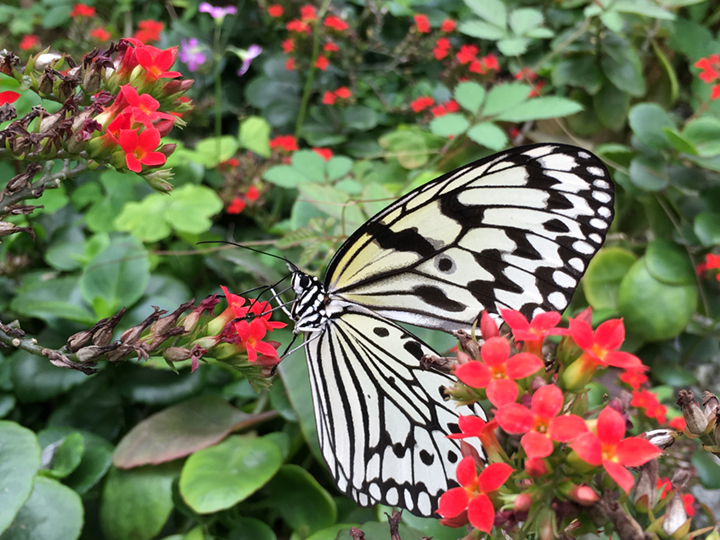 日本最大級の蝶、オオゴマダラに会いにいこう！