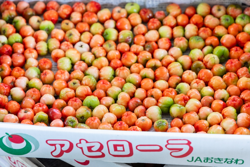 本部町に特産品を。並里家が歩んだアセローラとの60年。