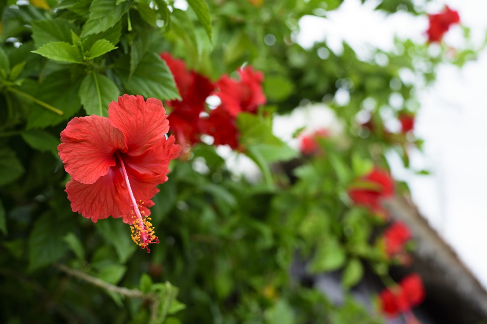 ハイビスカスの花