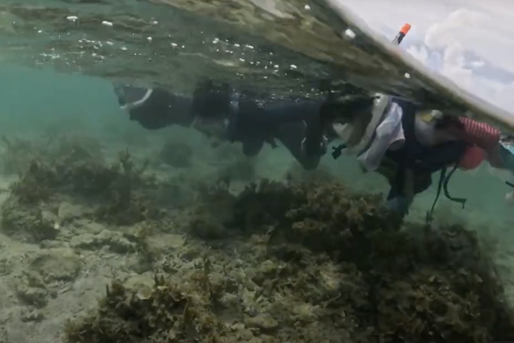 ありのままを楽しむ自然体験《ネコのわくわく自然教室》