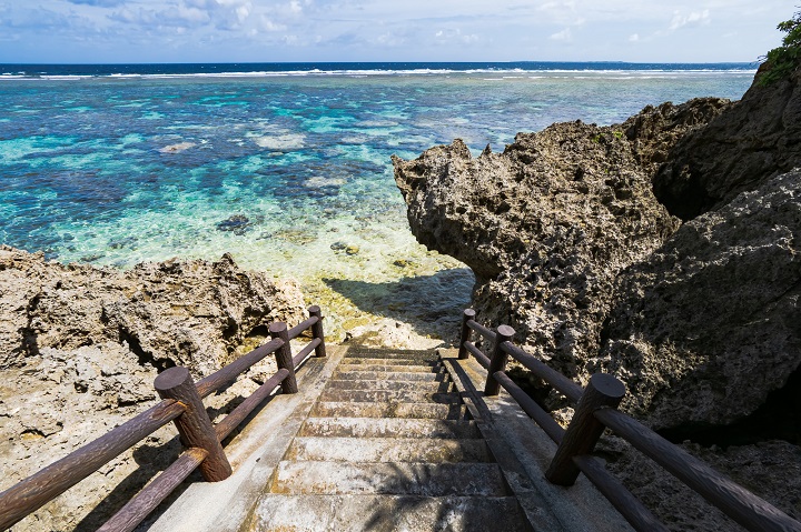 伊良部島のシンビジ