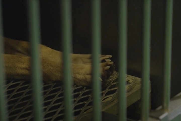 ケージ内の動物