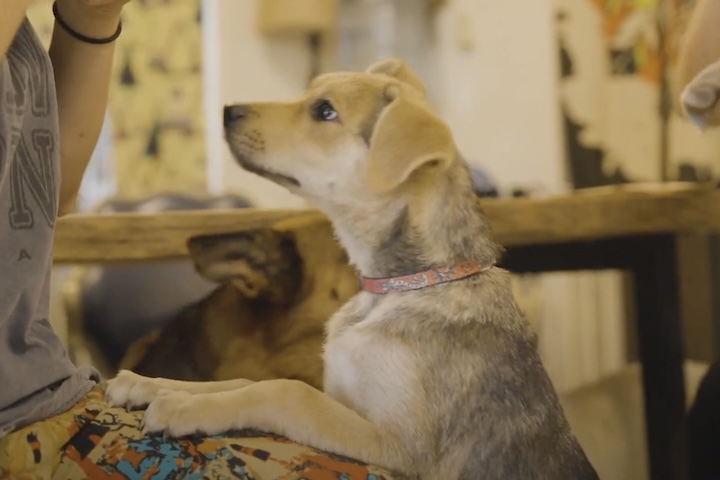 甘えん坊のコッリ