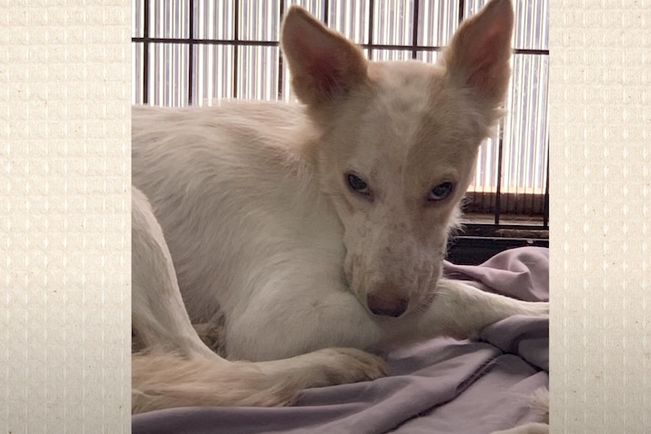 じっと人間を睨みつける犬