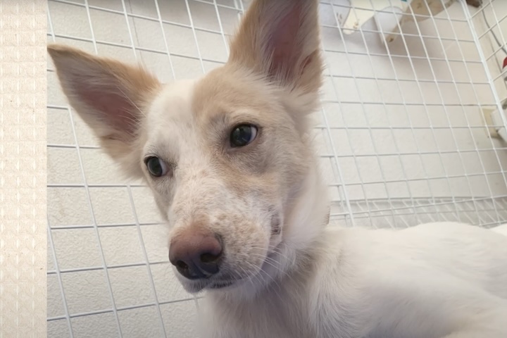 顔の硬さが少し和らいできた犬