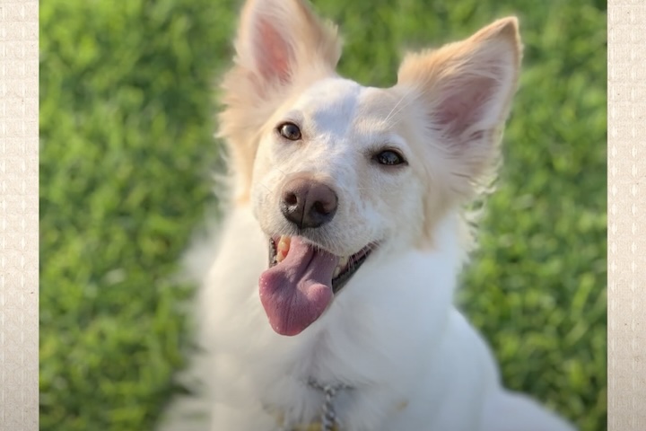 笑顔を見せる白い犬