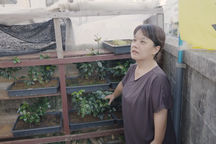 「組合でもクルチの木を育てていますよ」と紹介してくれたのは、事務局の新垣恵さん。