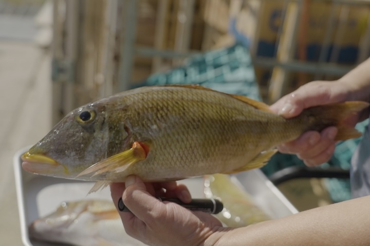 脂ののった大きなタマン