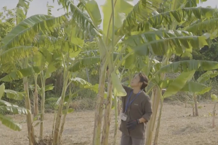 一人で開墾したバナナ畑