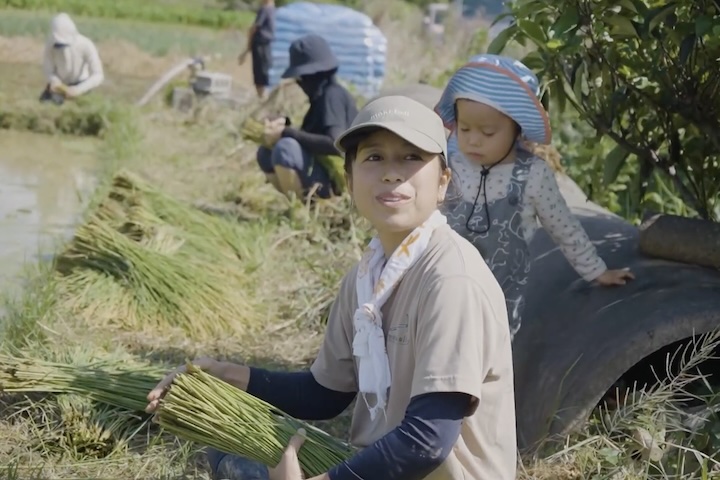 田んぼで収穫する女性