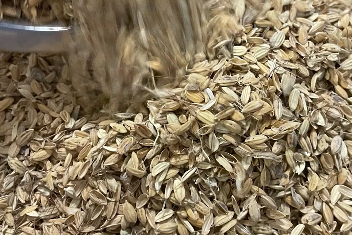 南城市仲村渠で収穫した古代米のモミ殻