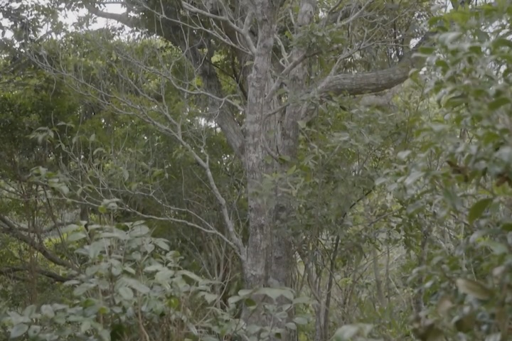 やんばるの森を象徴するイタジイの木