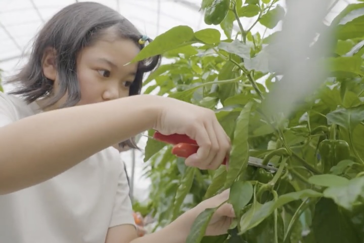 野菜を収穫する子ども