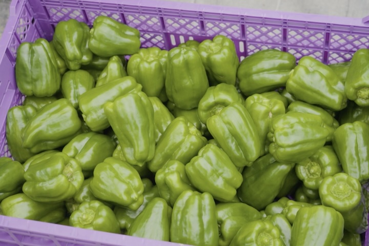 カゴにたくさん入れられたピーマン