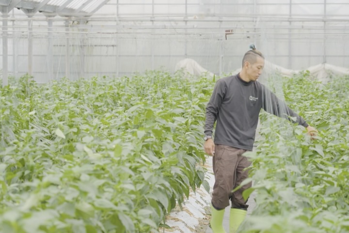 ハウス内で植物を見回る男性