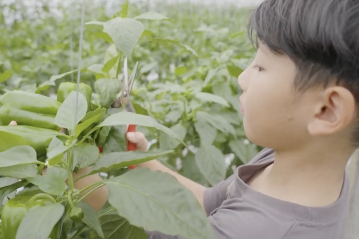野菜を収穫する子ども