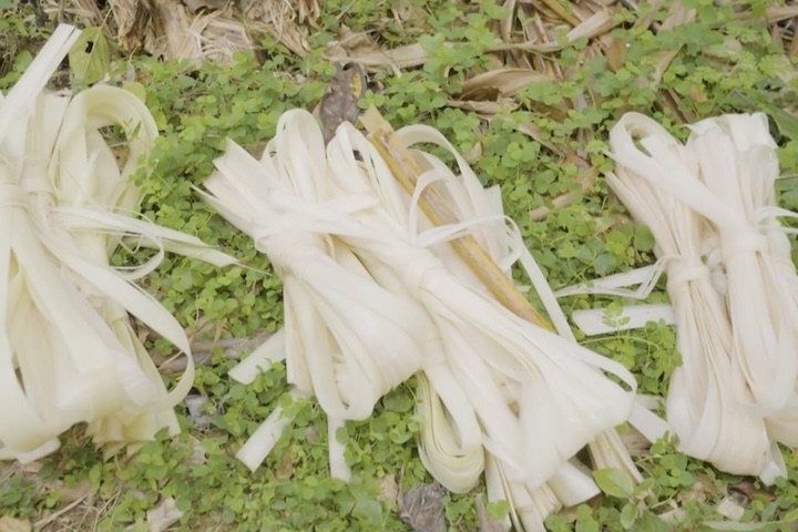 苧剥ぎした原皮(げんぴ)を束ねます