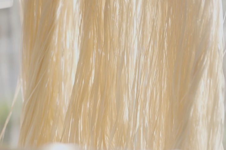 苧引き (うーびき・繊維を抽出する作業)後の糸を乾燥させます