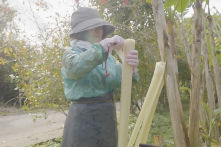 糸芭蕉とその繊維を苧 (うー) と呼び、これは苧剥ぎの工程です