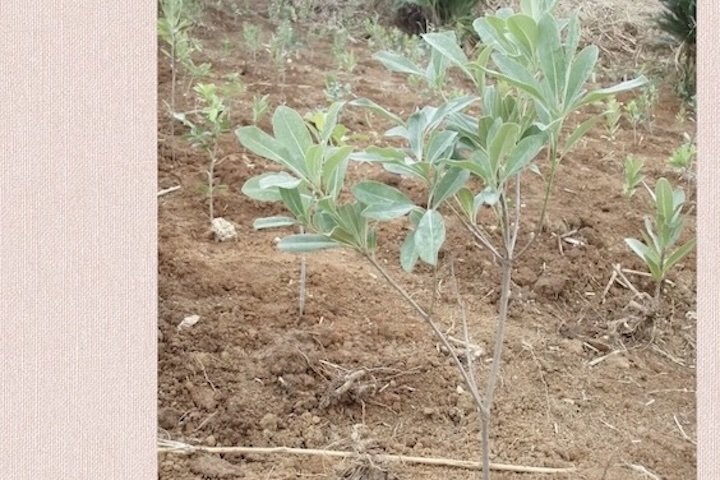 残波しおさいの森プロジェクトで、植樹したばかりの苗木