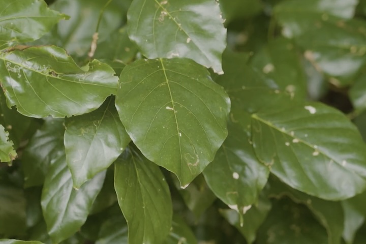 沖縄方言でチビククヤー(オオバギ)
