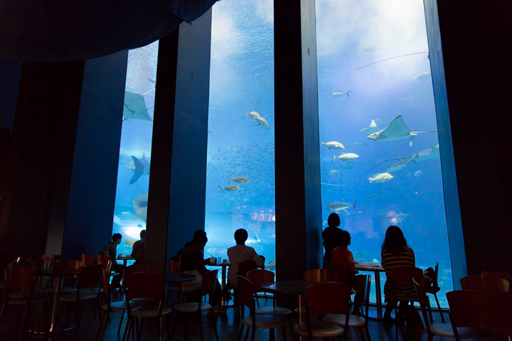 カフェ「オーシャンブルー」での「黒潮の海」の大水槽を眺める