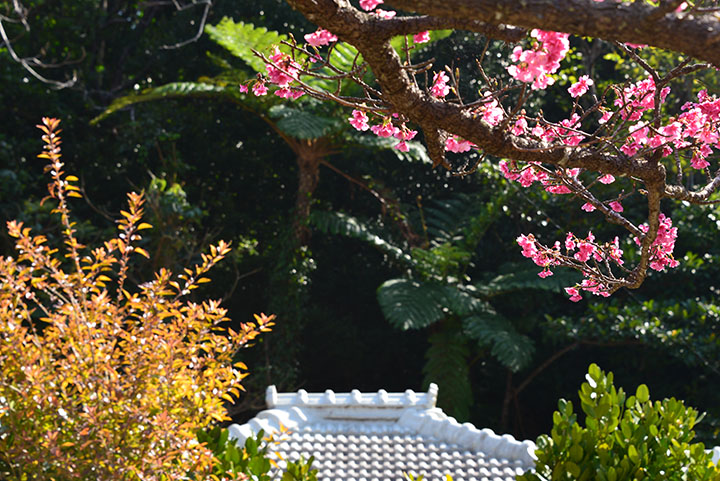 沖縄らしい桜の季節