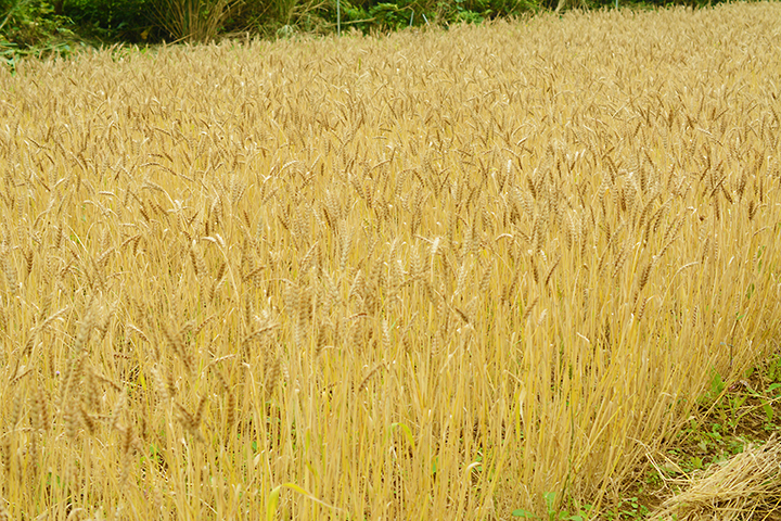 黄金色の小麦畑
