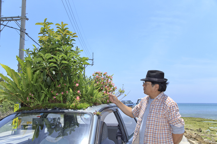 自然に生えてきた沖縄の植物たち