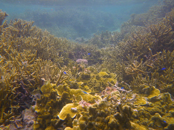 群生サンゴ